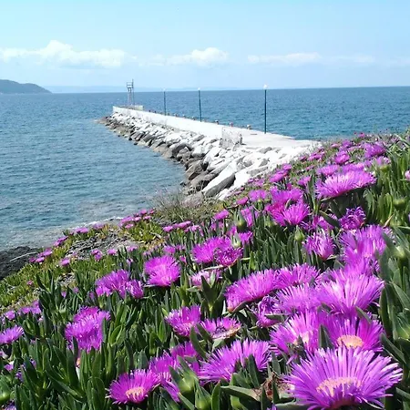 In Bb - Welcome To Petunia, In Neos-marmaras,xalkidiki ,greece, Double 5